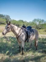 Circle Y Alabama Flex2 Gaiter Saddle - Image 9